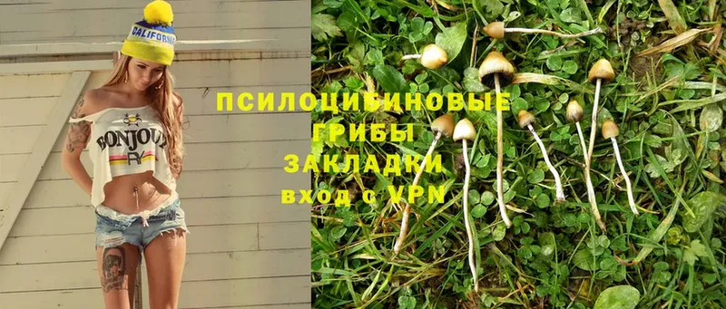 купить   Ярцево  блэк спрут ССЫЛКА  Галлюциногенные грибы MAGIC MUSHROOMS 